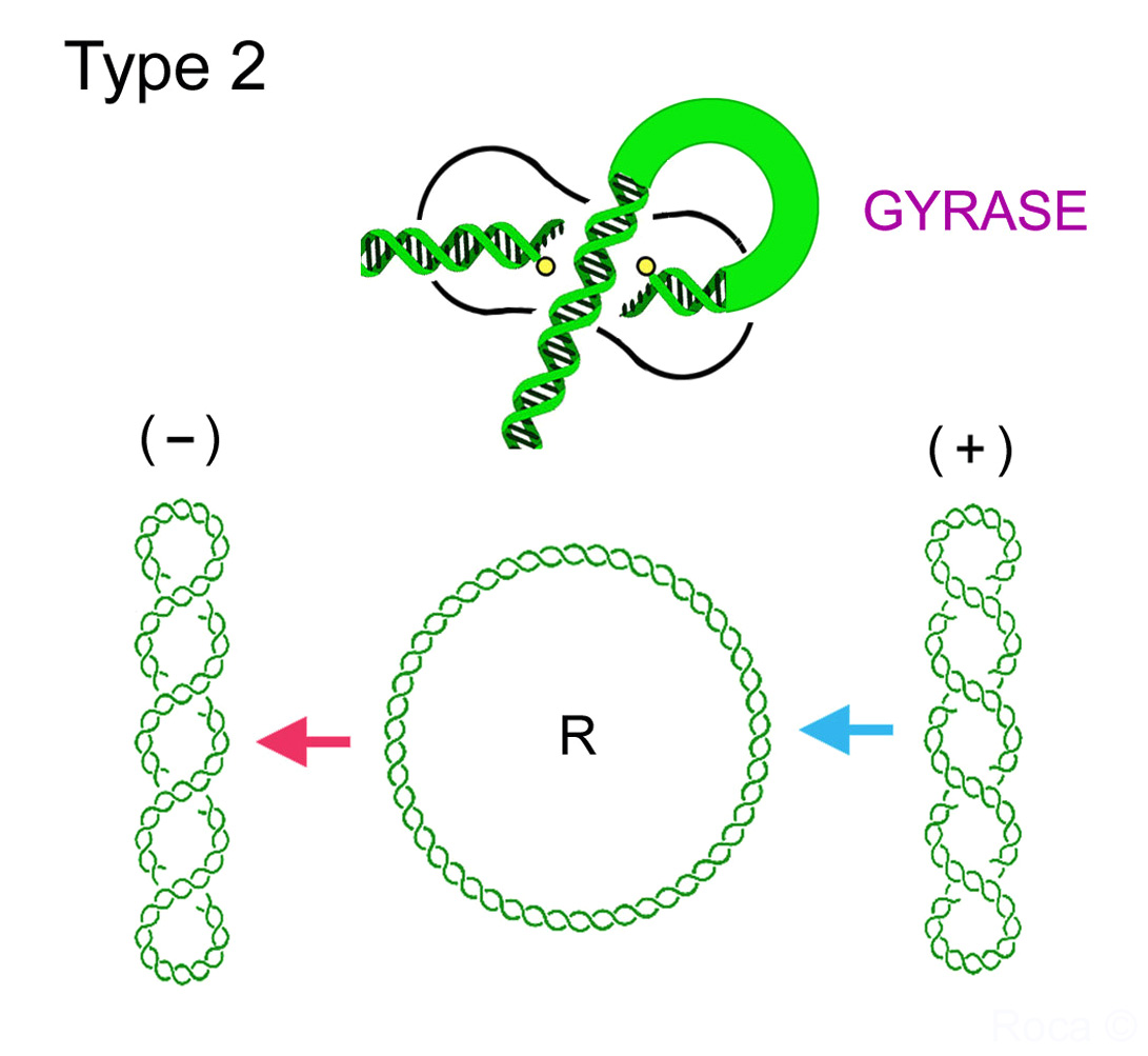 Gyrase reaction